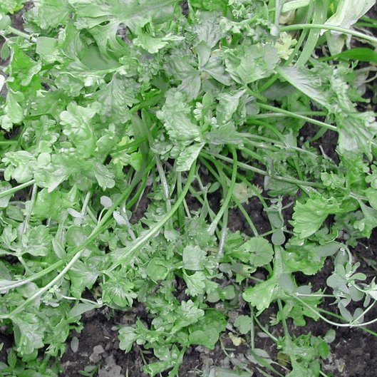 Broad Leaf Cress