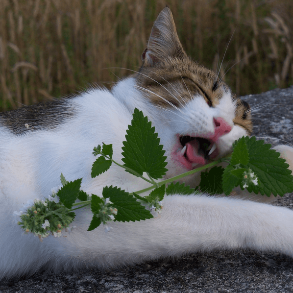 Catnip Seed