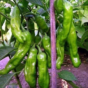 product-20