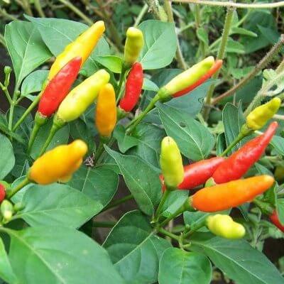 Tabasco Pepper Seeds - SeedStore.com