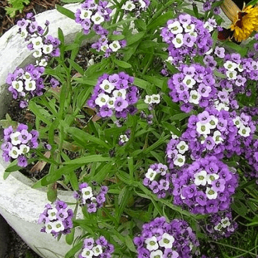 Violet Queen Alyssum Seeds – Heirloom Purple Alyssum – Fresh For 2025 – Free Shipping