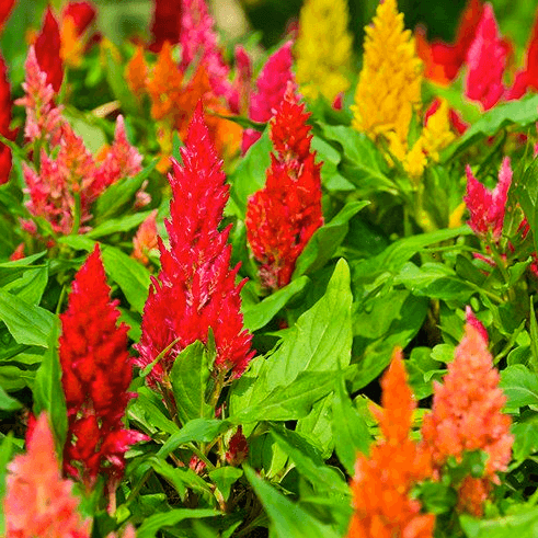 Pampas Plume Mix Celosia Seeds - SeedStore.com