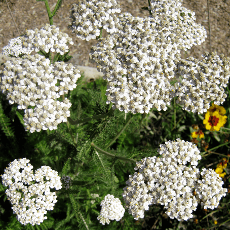 White Yarrow Seeds - SeedStore.com