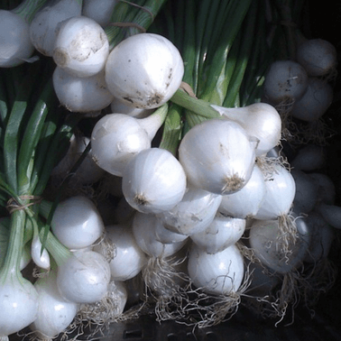 Crystal White Wax Onion