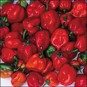product-1245