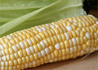 Peaches & Cream Corn Seeds 