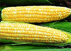 Ambrosia Corn Seeds 