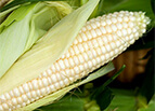 Silver Queen Corn Seeds 