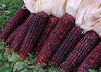 Bloody Butcher Corn Seeds 