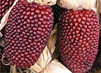 Strawberry Popcorn Corn Seeds 