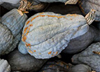 Blue Hubbard Squash Seeds 