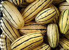 Delicata Squash Seeds 
