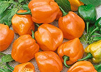 Orange Habanero Pepper Seeds
