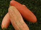 Jumbo Pink Banana Squash Seeds 