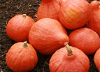 Red Kuri Squash Seeds 