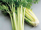 Golden Self Blanching Celery Seeds 