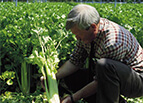Giant Golden Pascal Celery Seeds 