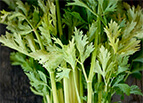 Golden Pascal Celery Seeds 