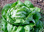 Buttercrunch Lettuce Seeds 