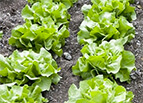 White Boston Lettuce Seeds 