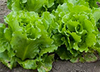 Black Seeded Simpson Lettuce Seeds 