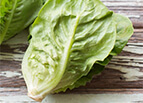Little Gem Lettuce Seeds 