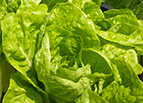 Bibb Lettuce Seeds 
