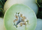 Green Honeydew Seeds 