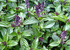 Cinnamon Basil Seeds 