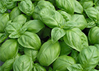 Genovese Basil Seeds 
