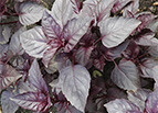 Dark Opal Basil Seeds 