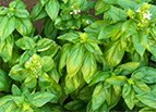 Sweet Basil Seeds 