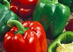 California Wonder 300 TMR Bell Pepper Seeds