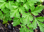 Giant Italian Parsley Seeds 