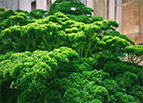 Triple Curled Parsley Seeds 