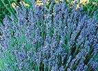Lady Lavender Seeds 