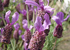 Italian Lavender Seeds 