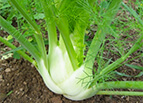 Florence Fennel Seeds 
