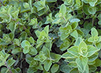 Greek Oregano Seeds 