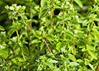 Italian Oregano Seeds 