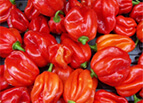 Red Scotch Bonnet Pepper Seeds