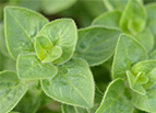 Common Oregano Seeds 