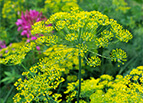 Bouquet Dill Seeds 