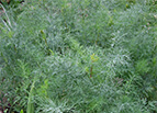Dukat Dill Seeds 