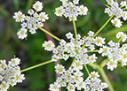 Cumin Seeds 