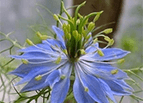 Black Cumin Seeds 