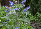 Borage Seeds 