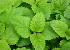 Lemon Balm Seeds 