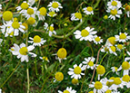 German Chamomile Seeds 