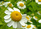 Roman Chamomile Seeds 